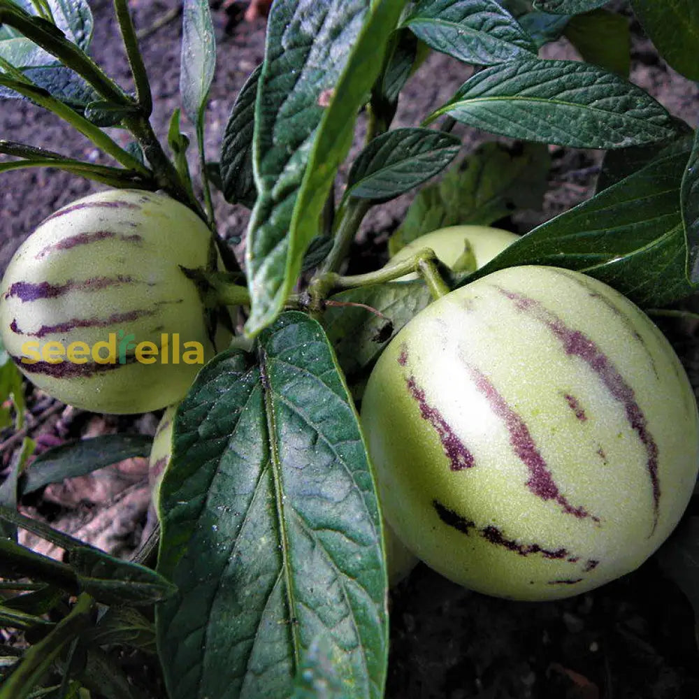 Ripe white and purple Pepino fruits on display