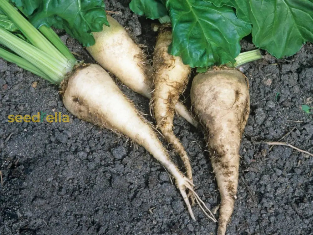 Mature white sugar beets freshly harvested