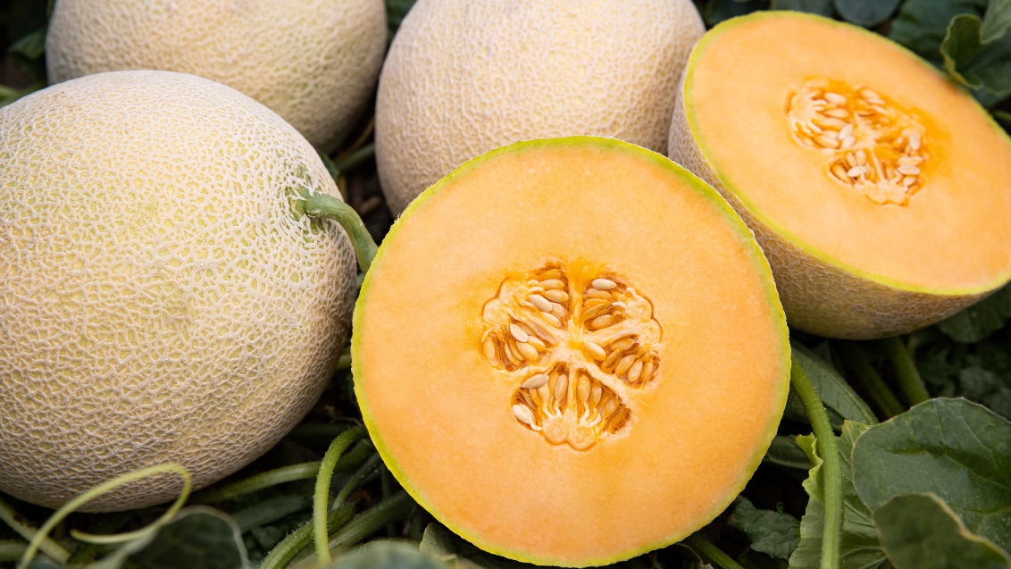 Mature yellow cantaloupe melons grown from seeds