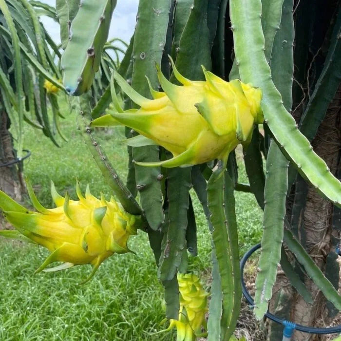 Mature yellow pitaya cactus grown from seeds