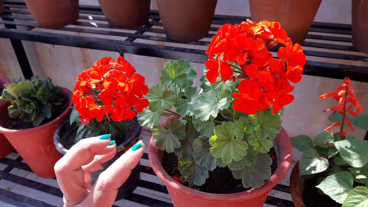 Geranium (Geranium Flower) seeds for planting in home garden