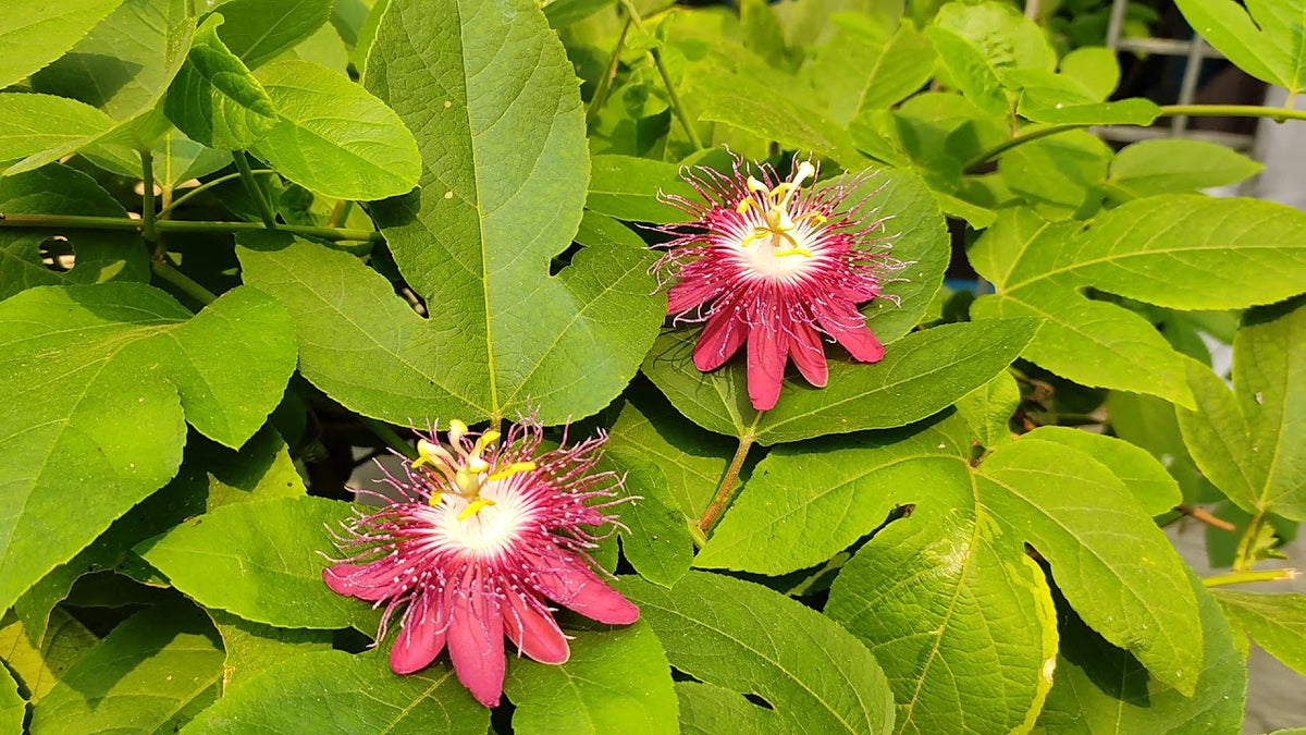 Passion (Passion Flower) seeds for planting in home garden