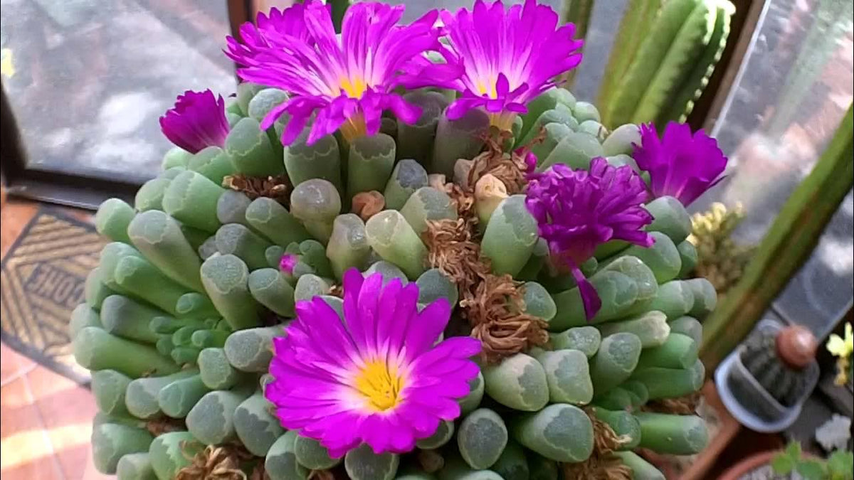 Succulents (Succulents Flower) seeds for planting in home garden