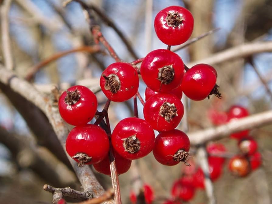 Mayflower Tree Seeds – Washington Hawthorn with White Flowers and Edible Fruit