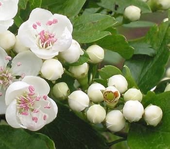 Mayflower Tree Seeds – Non-GMO Crataegus laevigata Edible Fruit Plant
