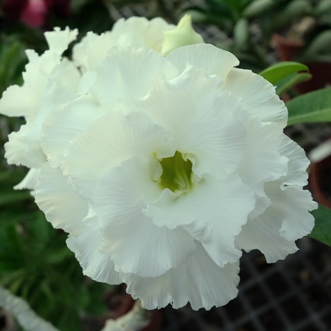 White (White Adenium) seeds for planting in home garden