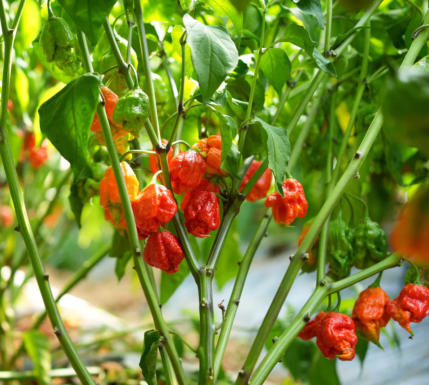 Carolina Reaper Seeds For Planting - Grow Fiery Hot Peppers Vegetable Seeds