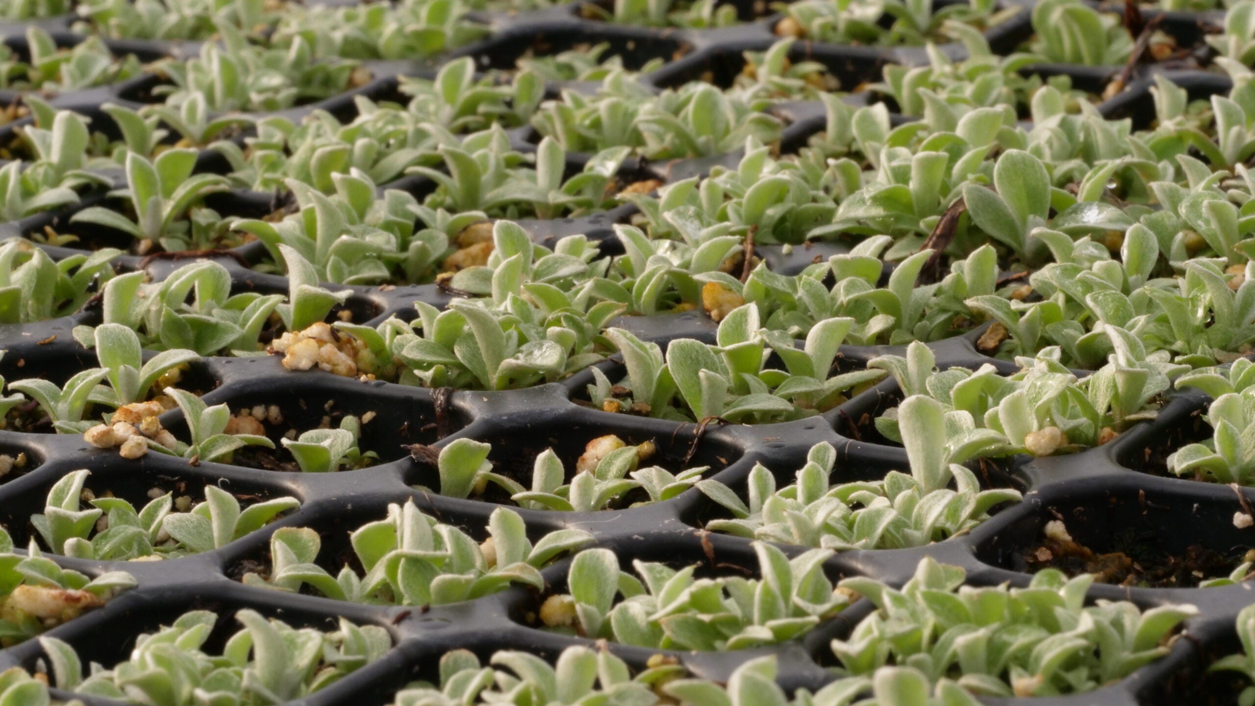 Antennaria Neglecta in Wildflower Meadow