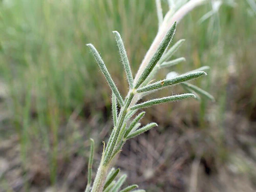 Dalea Purpurea Growing in Meadow