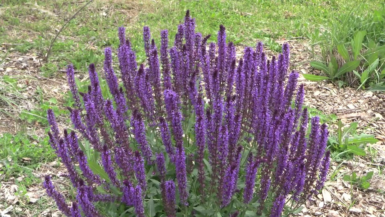 Meadow Sage perennial border grown from seeds