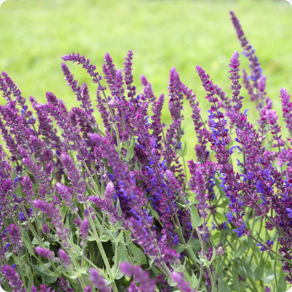 Meadow Sage seeds Salvia nemorosa purple flower spikes