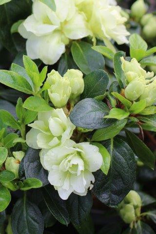 Rhododendron Azalea Flower Seeds For Planting Sea Green