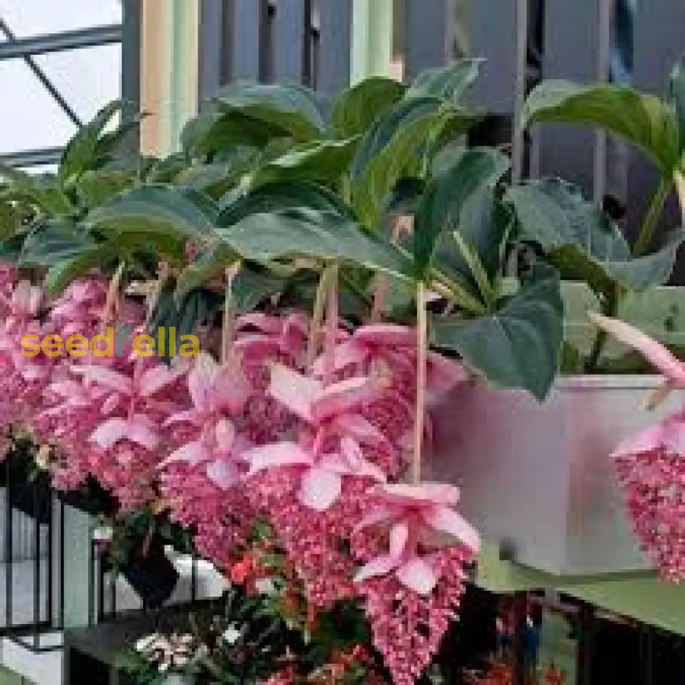 Medinilla Magnifica Seeds For Exotic Flower Planting