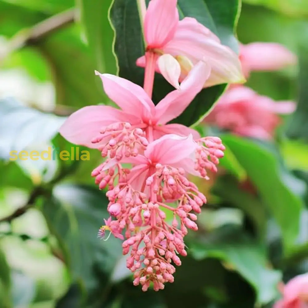 Medinilla Magnifica Seeds For Exotic Flower Planting