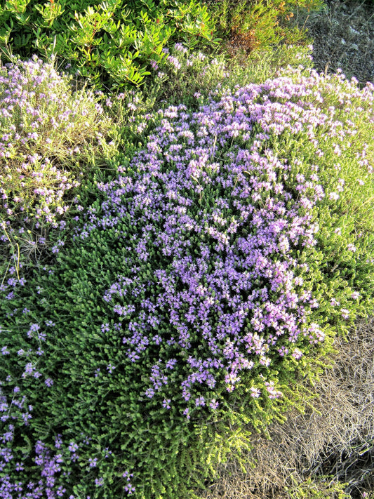 Mediterranean Thyme plant with pink flowers in garden