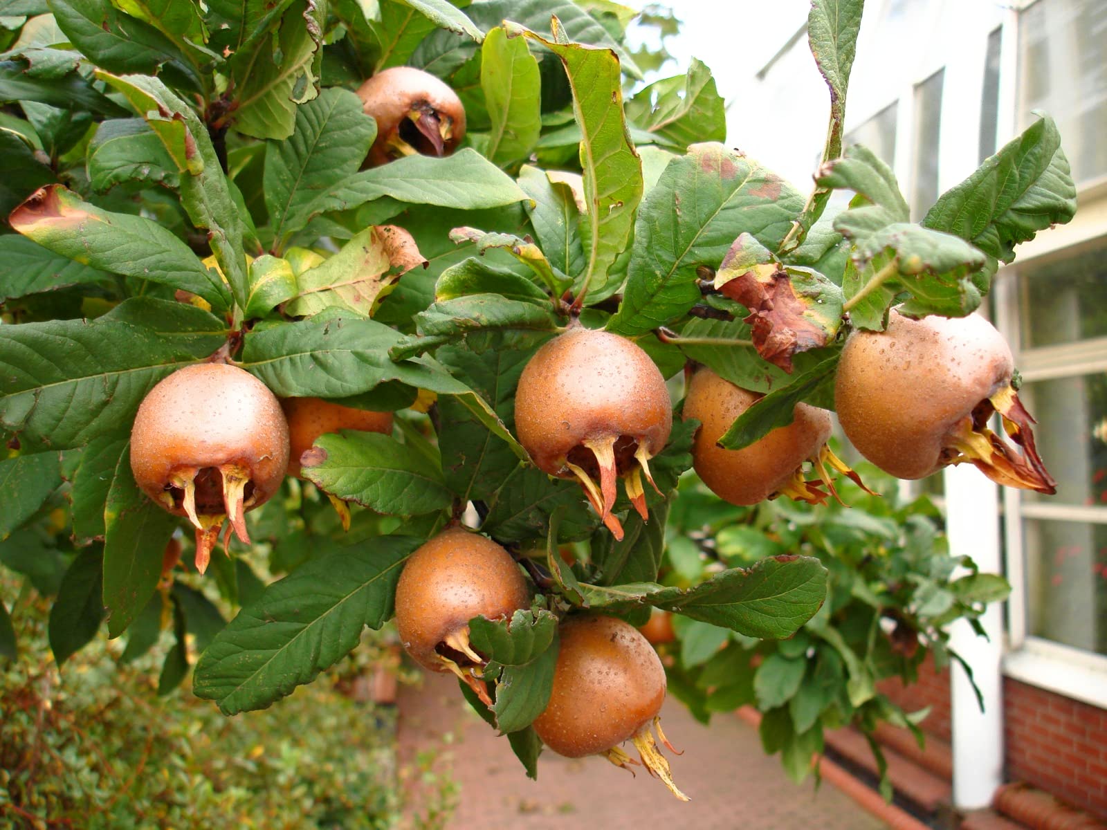 Ripe medlar fruit close-up showing natural texture