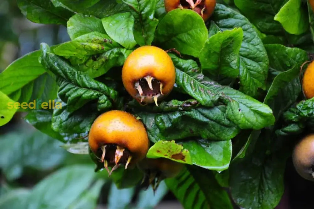 Medlar Fruit Seeds Growing in Garden, Healthy Brown Medlar Tree in Spring