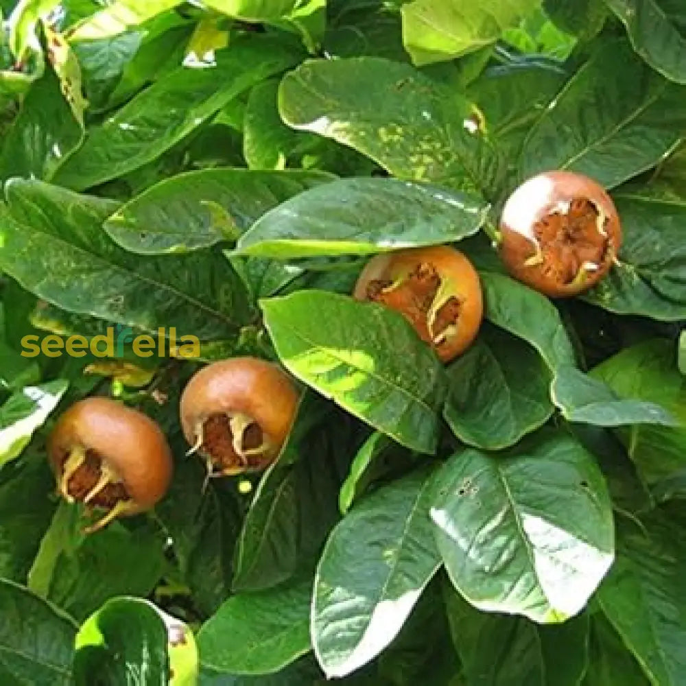 Brown Medlar Fruit Seeds for Planting, Easy Guide for Growing Medlars at Home