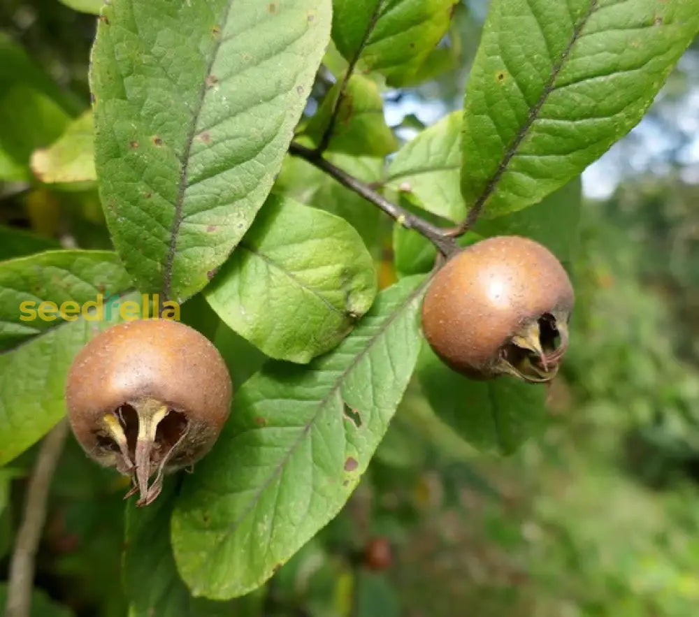 Step-by-Step Guide for Planting Brown Medlar Fruit Seeds in Your Garden