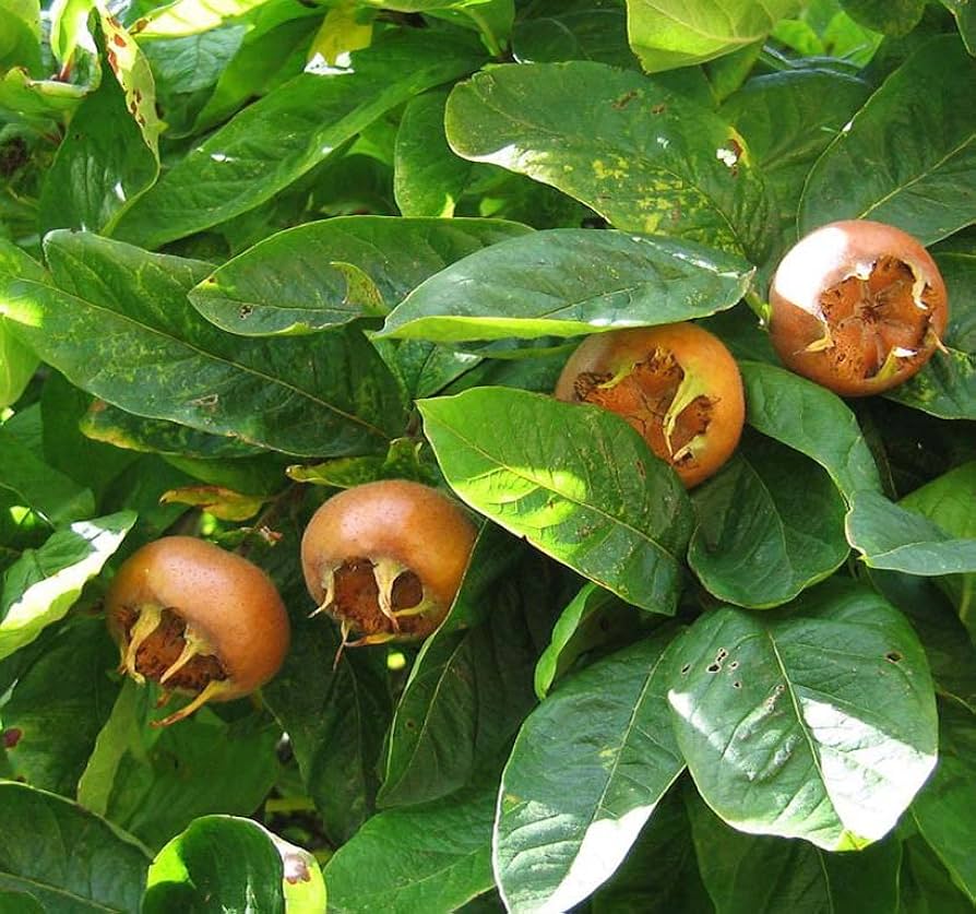Medlar tree seeds (Mespilus germanica) for planting