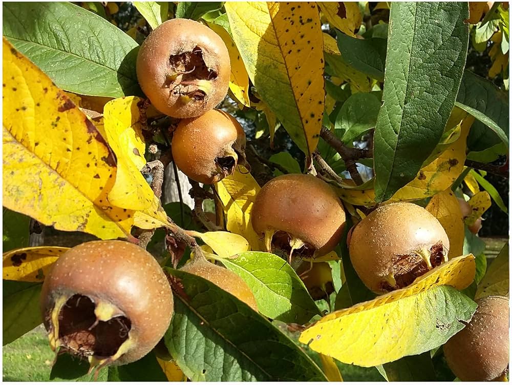 Medlar tree with white spring flowers in bloom