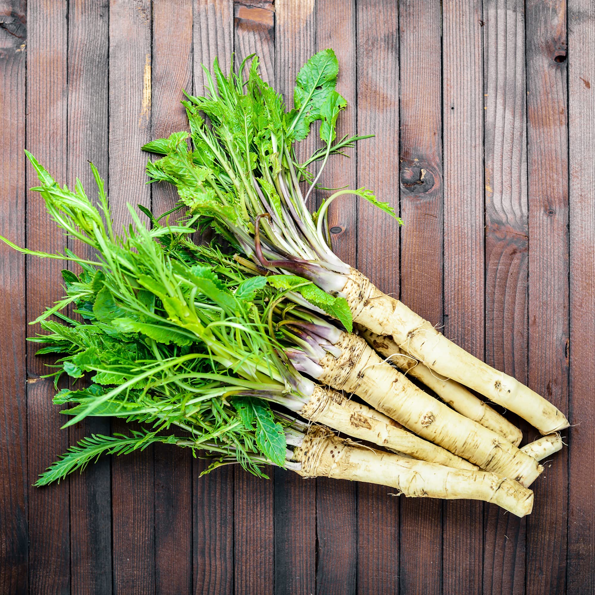 Meerrettich plants growing in garden bed