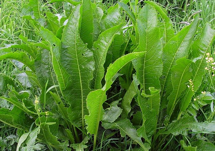 Horseradish plants grown from Meerrettich seeds