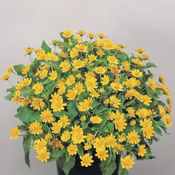 Melampodium Flowers Growing in Containers