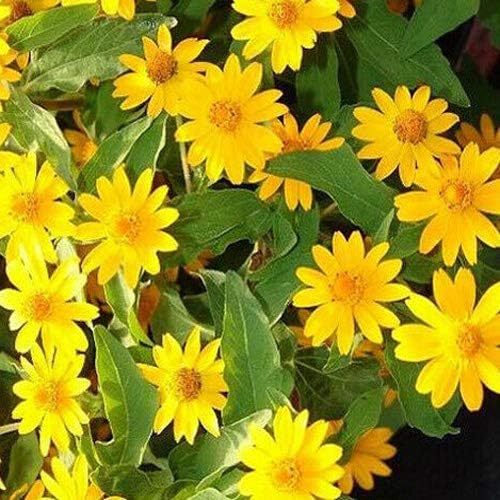 Melampodium Paludosum Flower Seeds for Planting