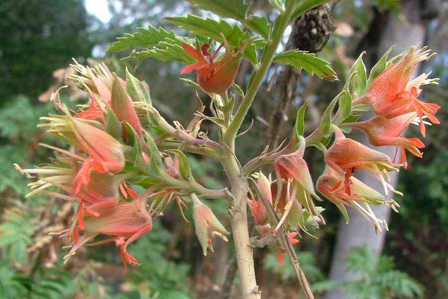 Melianthus (Melianthus Comosus) seeds for planting in home garden