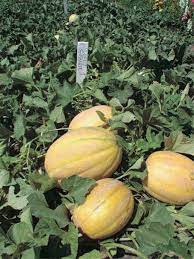 Sweet melon seed germination and planting guide