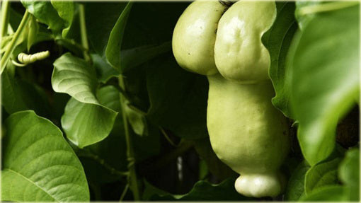 Green Penis Melon seeds for home garden and raised beds