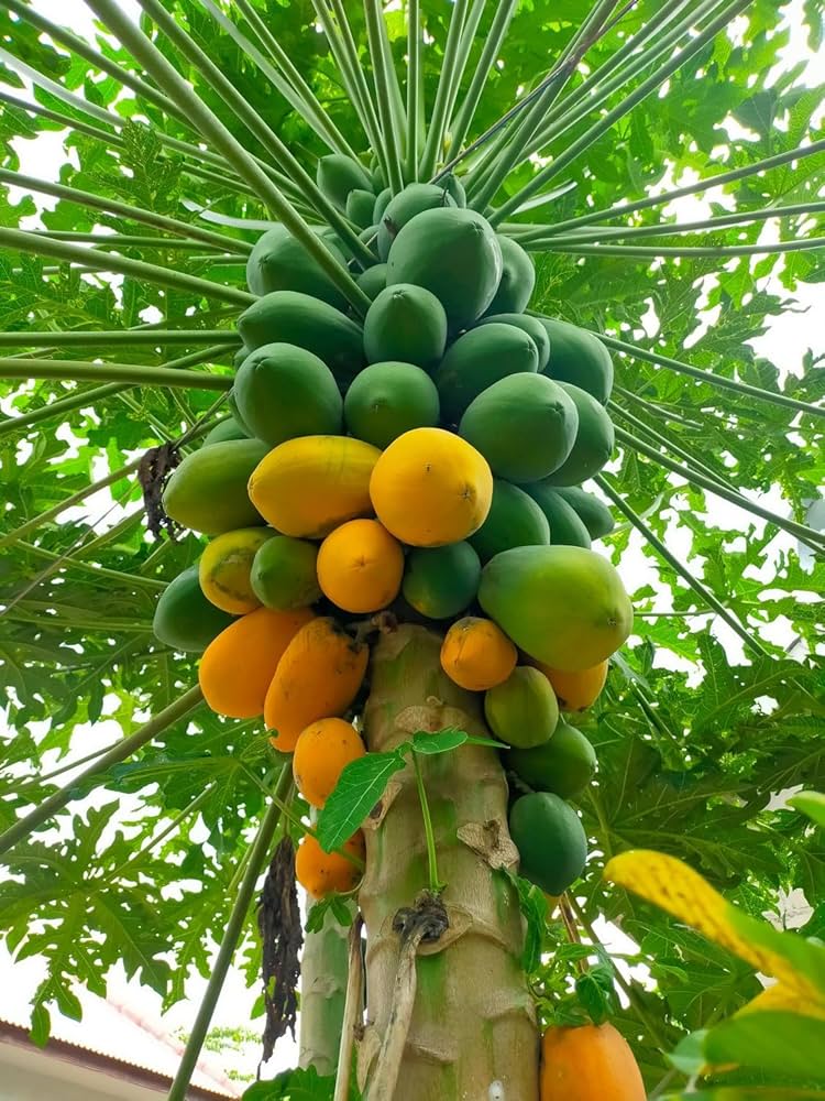 Melon Tree Seeds – Papaya Non-GMO Tropical Fruit Plant
