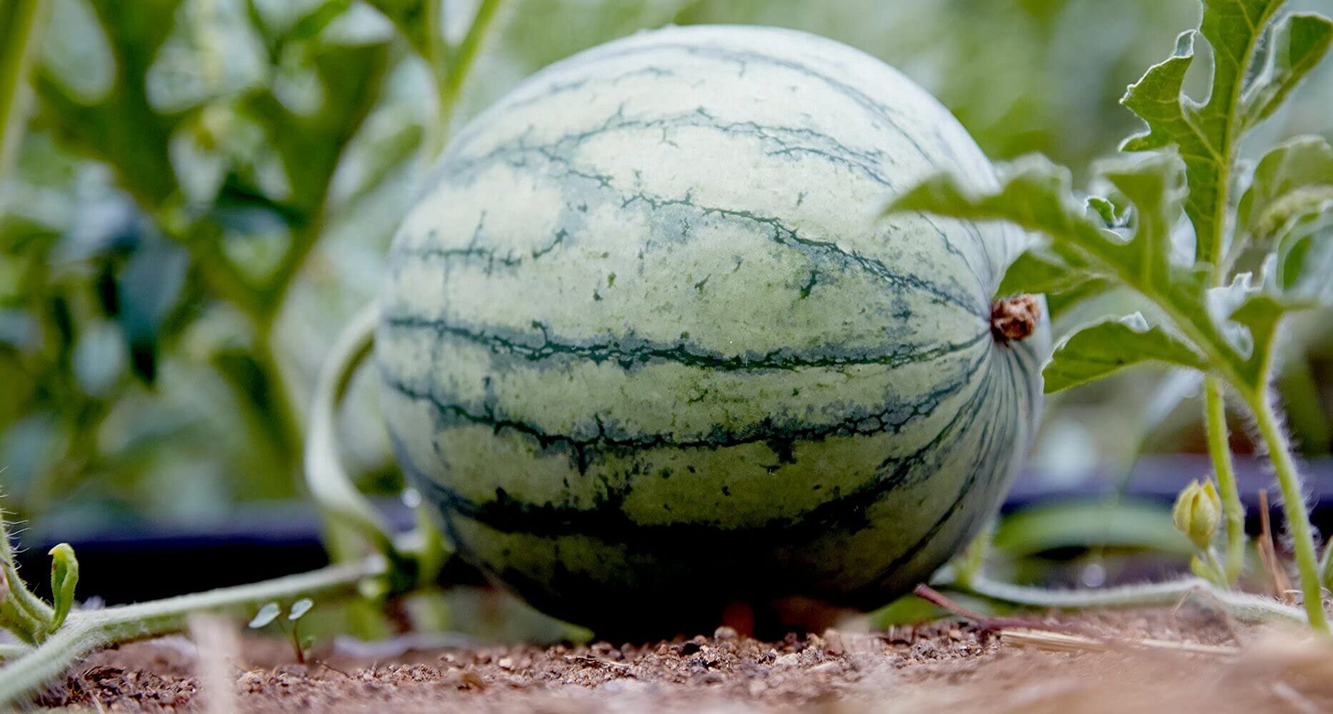 Melon vines growing in a garden