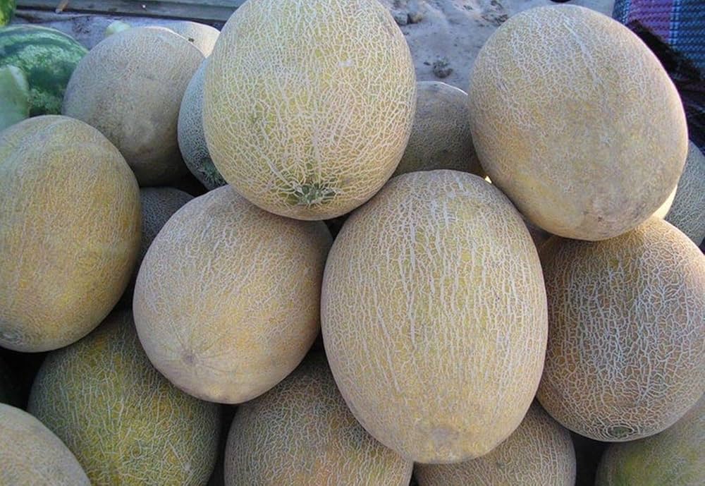 Melone Amal F2 hybrid melon seeds for planting
