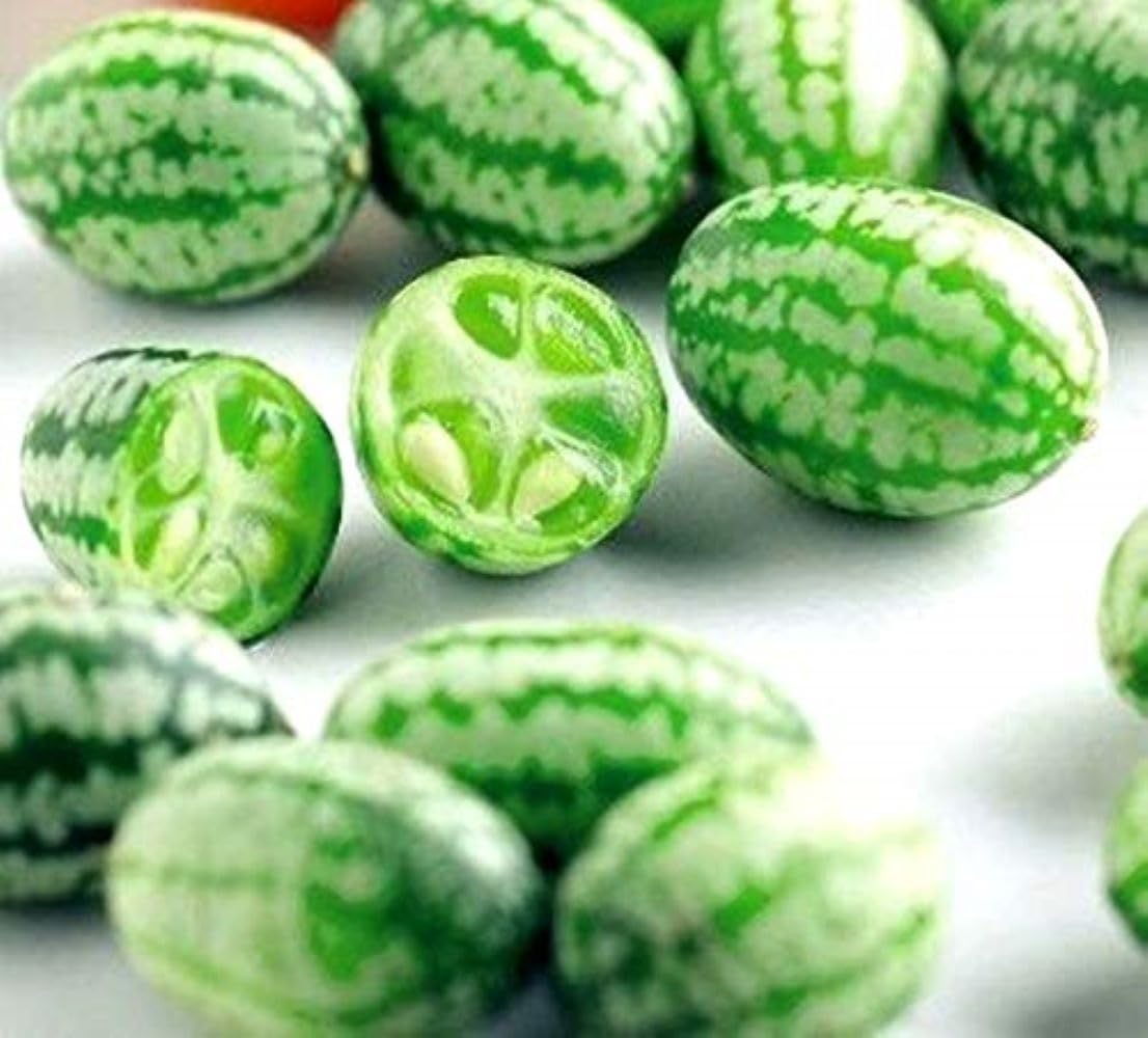 Small crunchy cucumbers grown from Melothria Scabra seeds
