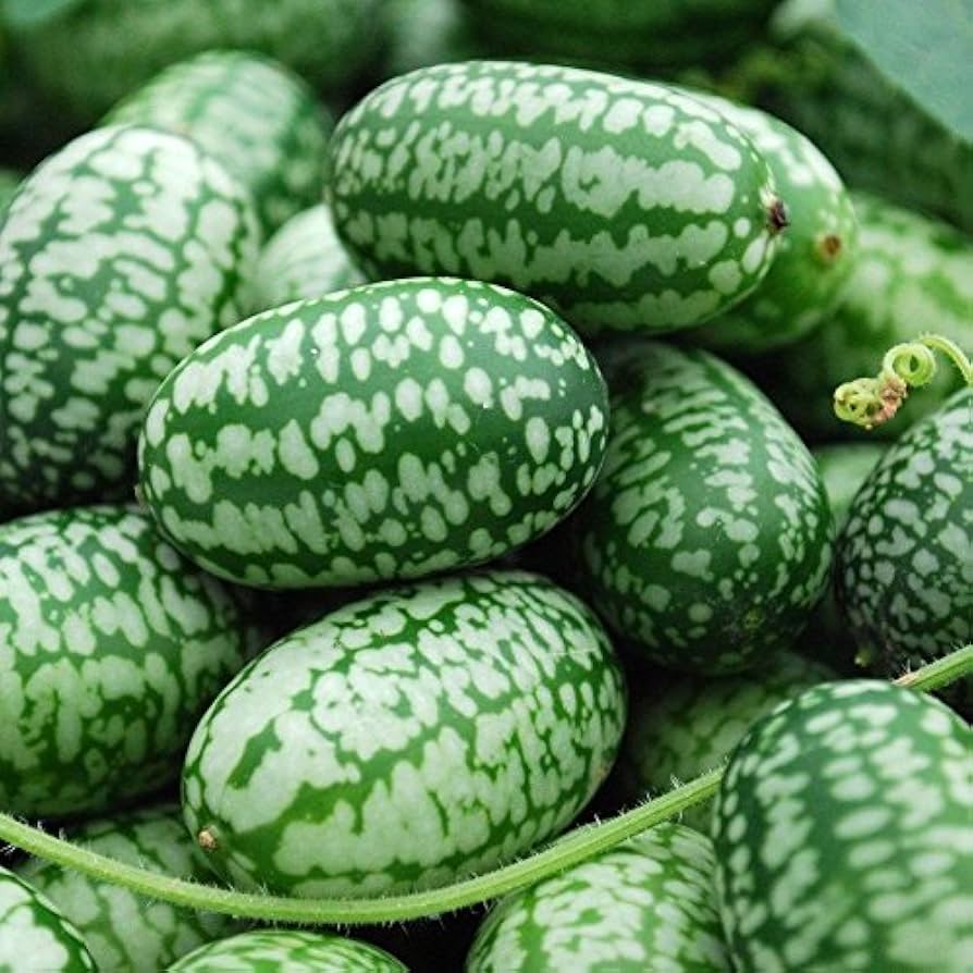Melothria Scabra Mexican Sour Gherkin Seeds Non-GMO for tiny tasty cucumbers