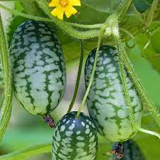 Melothria scabra Seeds – Cucamelon Tiny Watermelon Fruit Vine