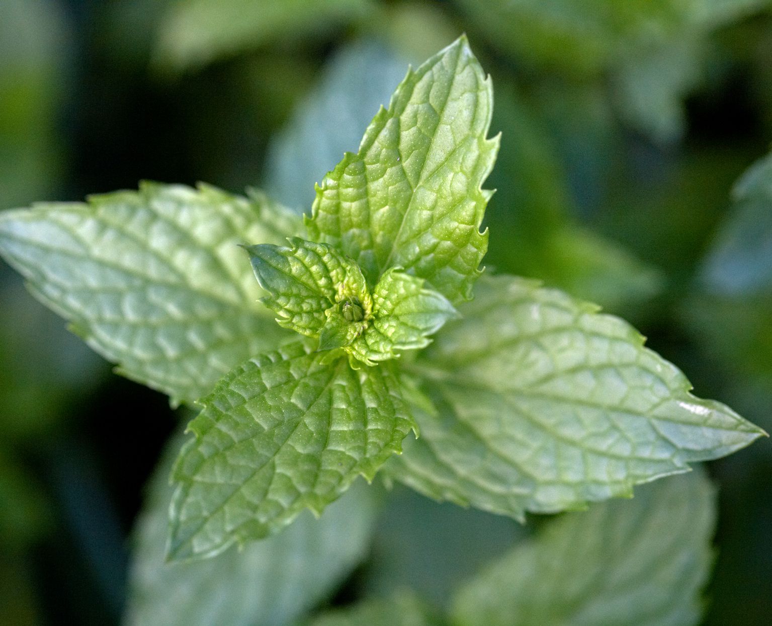 Mentha arvensis plants growing in shaded corner