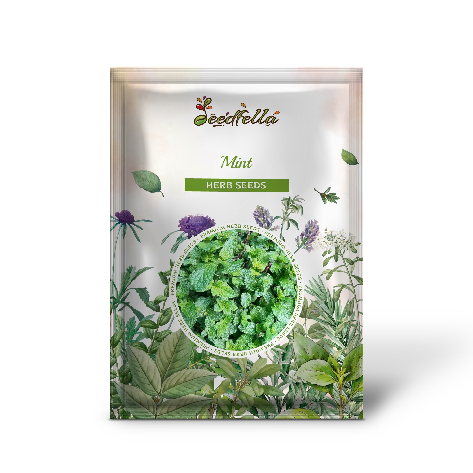 Mentha green leafy mint grown from seeds