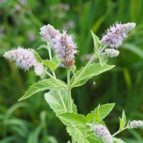 Mentha piperita foliage growing in a garden bed