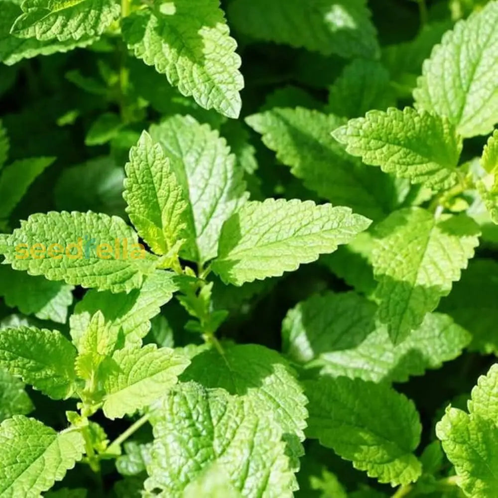 Mentha Piperita Seeds For Vegetable Planting Herb