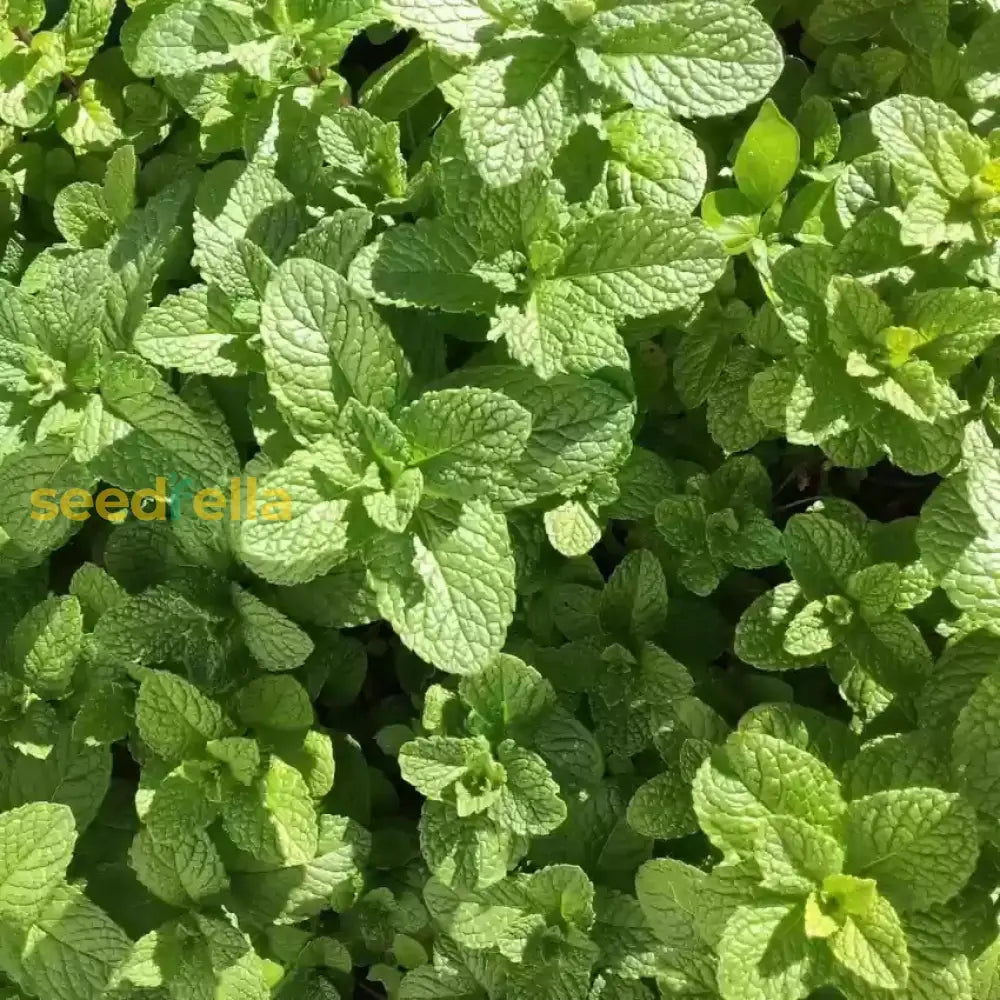 Mentha Piperita Seeds For Vegetable Planting Herb