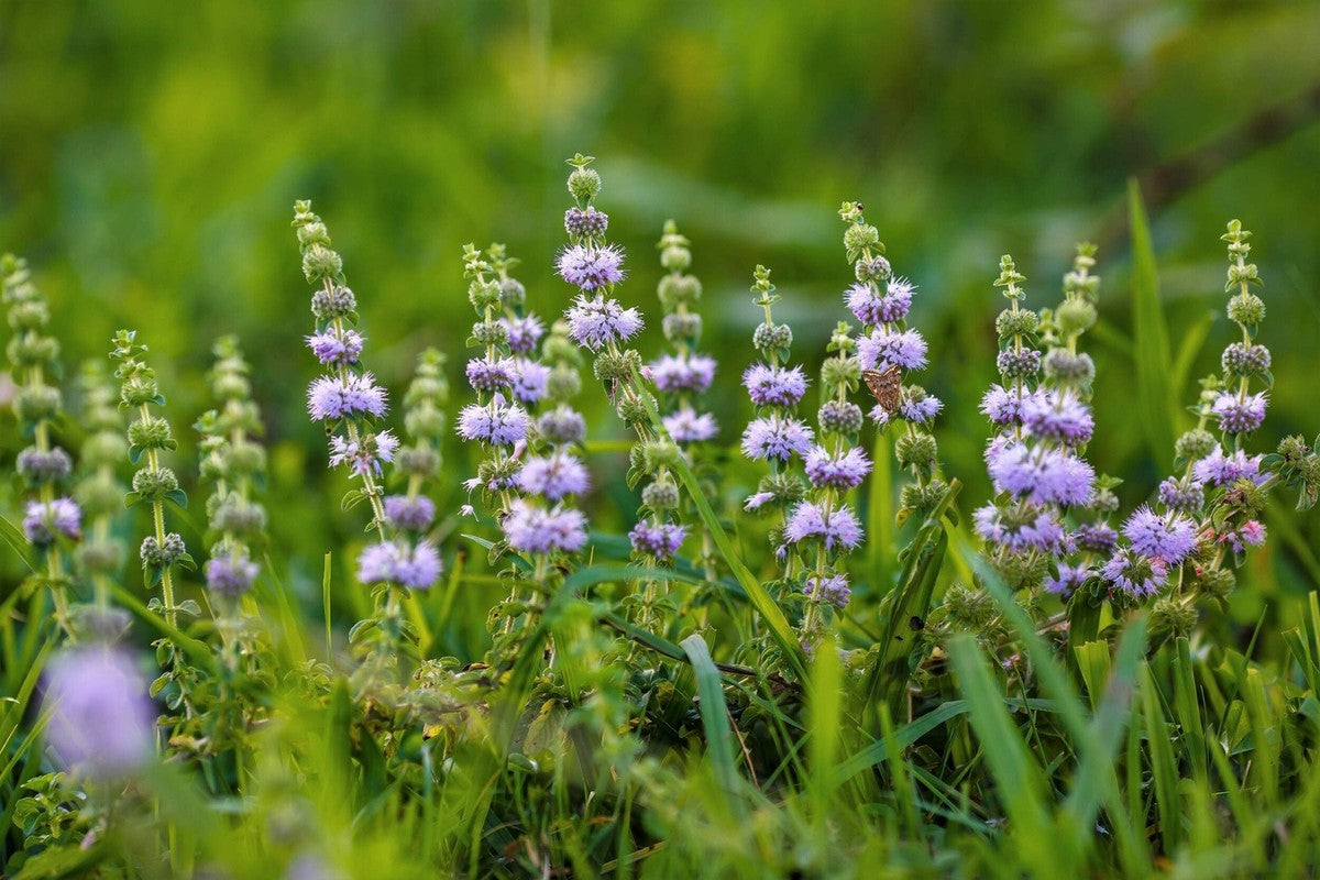 Mentha pulegium aromatic herb growing in garden