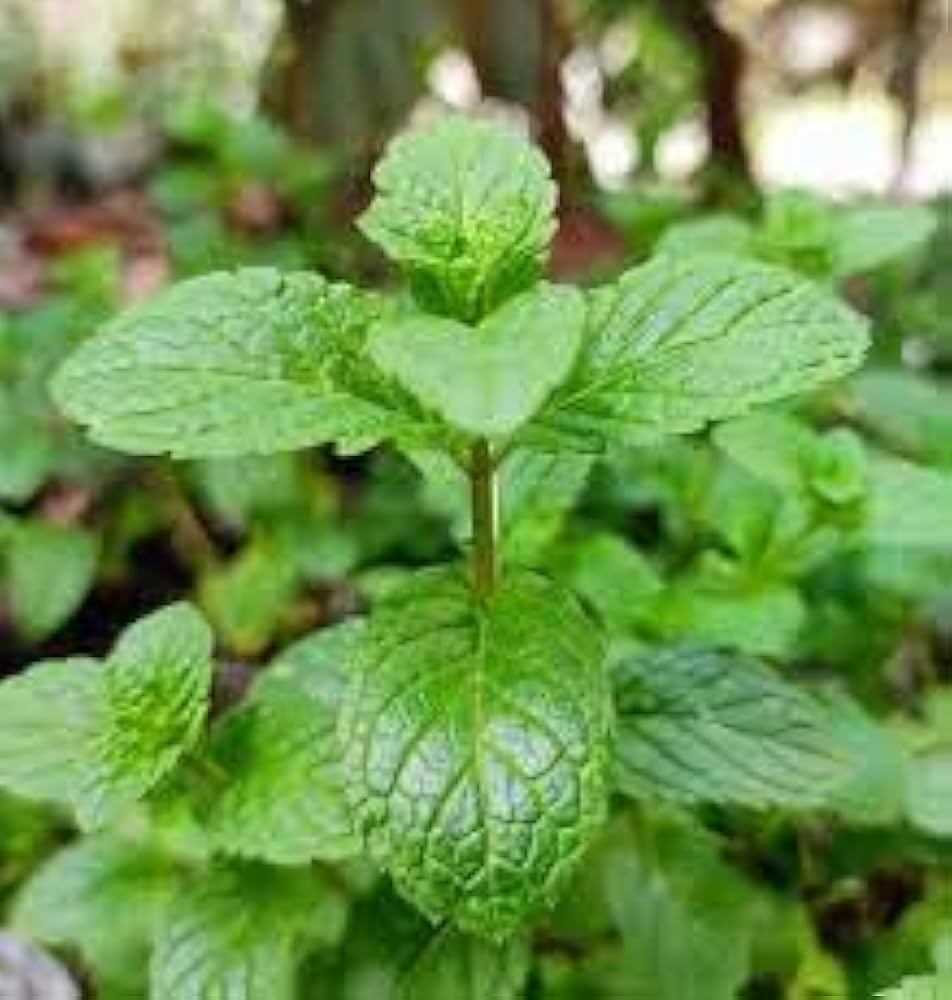 Mentha spicata mint grown in pots and containers