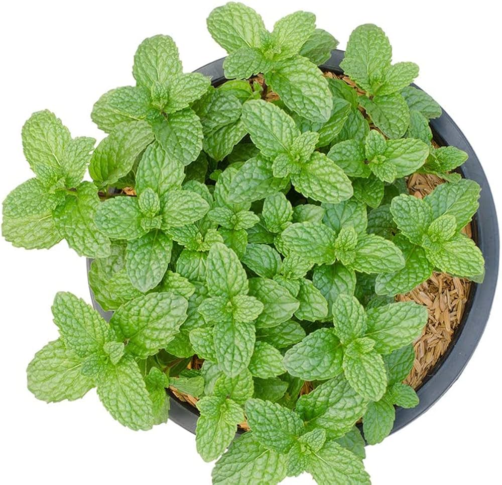 Mentha x villosa green foliage grown from seeds
