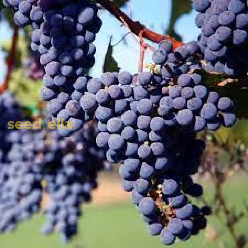 Merlot Grape Seeds for Planting Wine Grape Variety