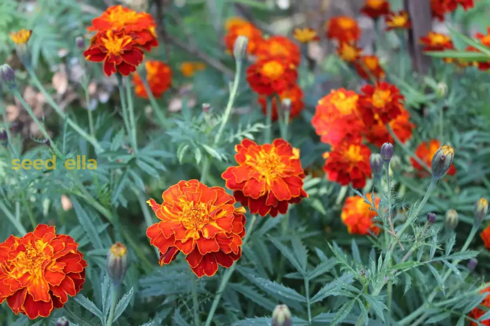 Meroon Tagetes Patula Flower Seeds For Planting - Vibrant Annual Marigolds Your Garden