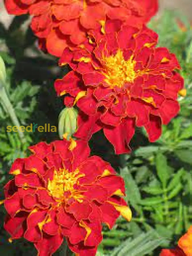 Meroon Tagetes Patula Flower Seeds For Planting - Vibrant Annual Marigolds Your Garden