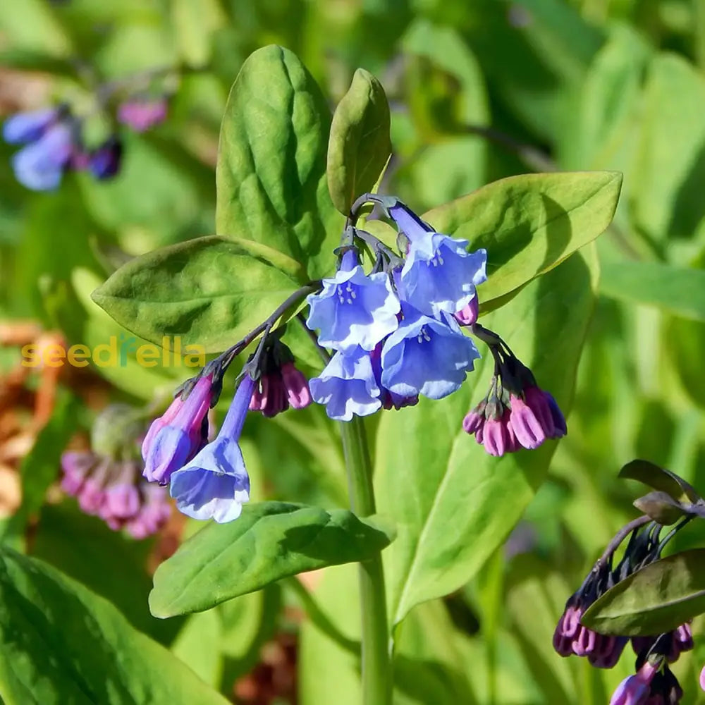 Mertensia Virginica Seeds Virginia Bluebells Perennial Delicate Bell-Shaped Blue Flowers Attractive